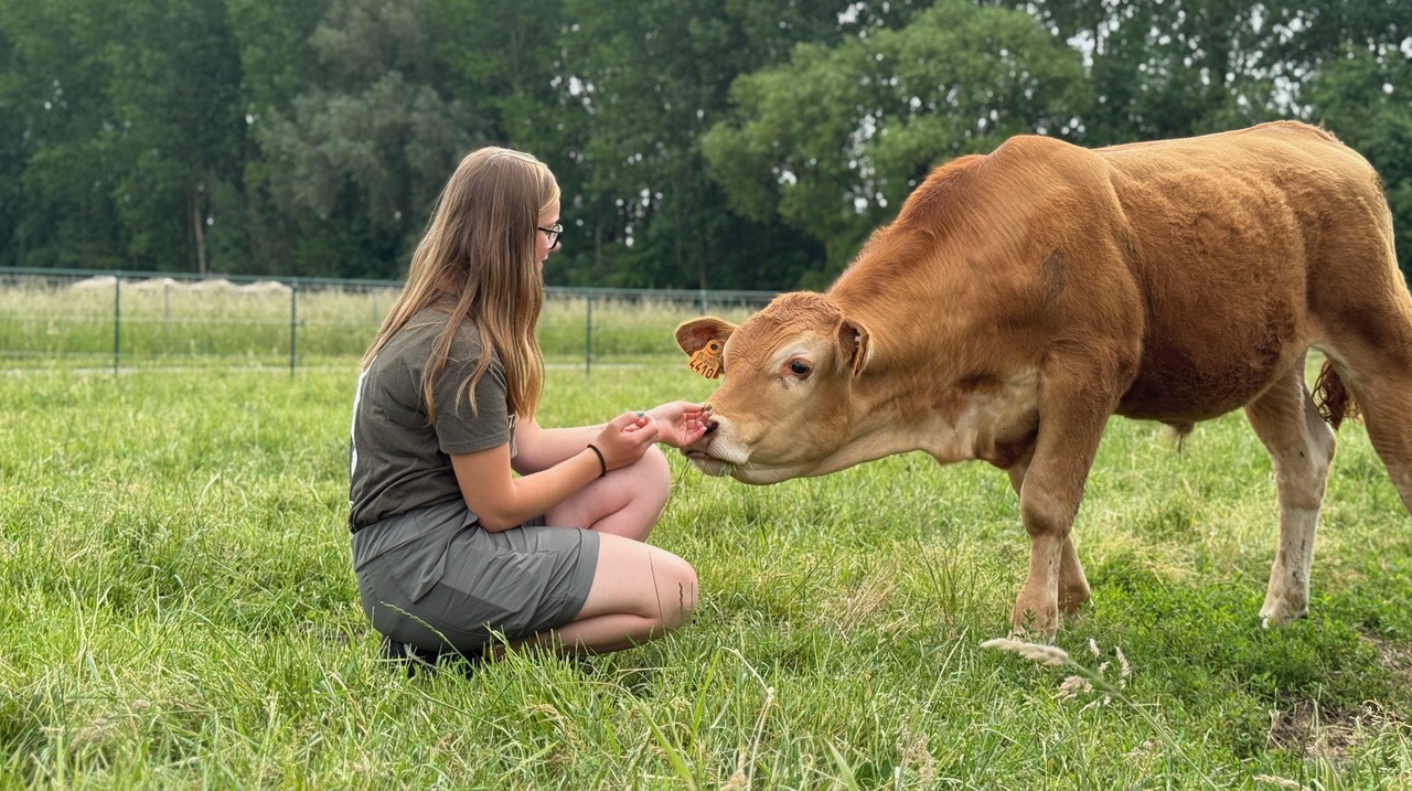 Adoption d'animaux au refuge