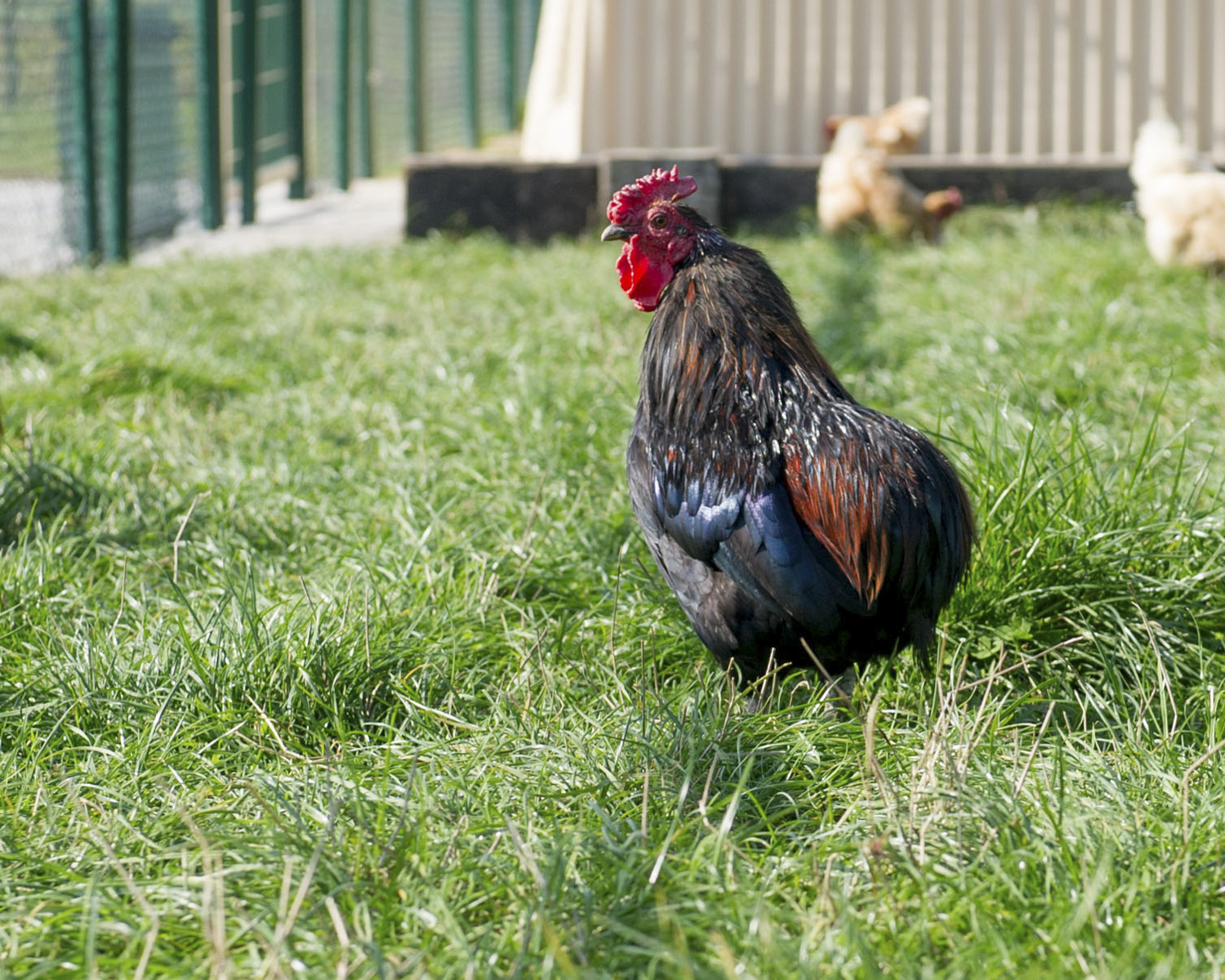 Le village des poules