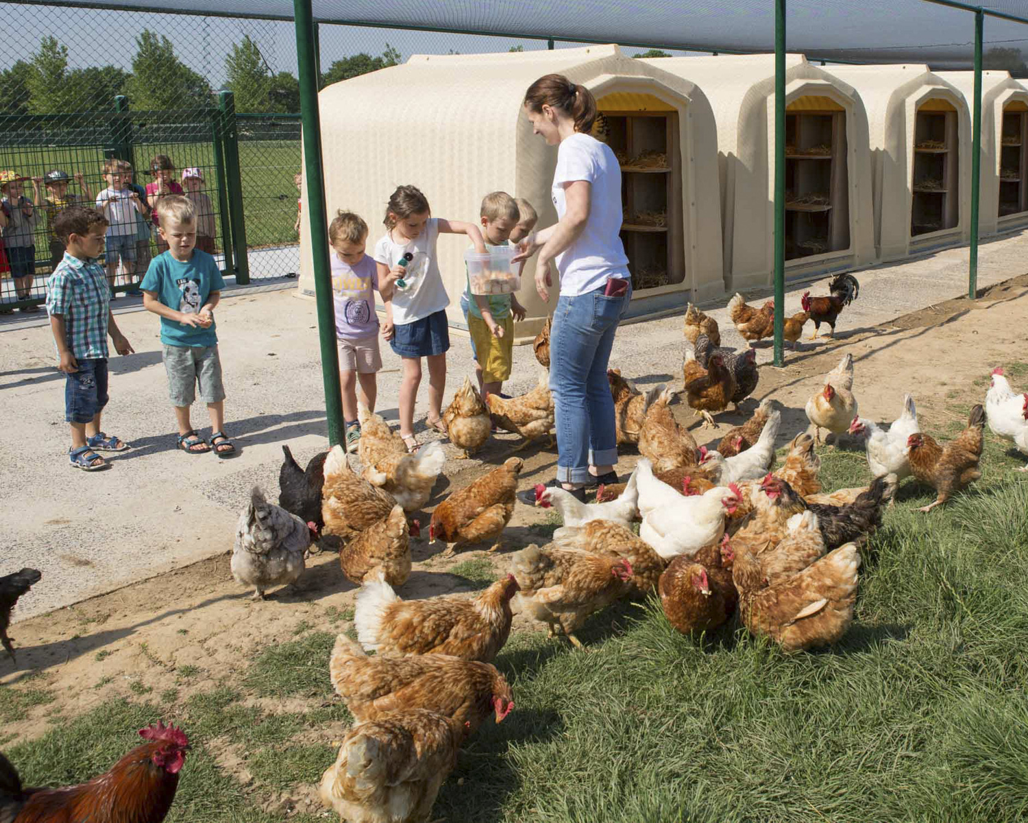 Le village des poules