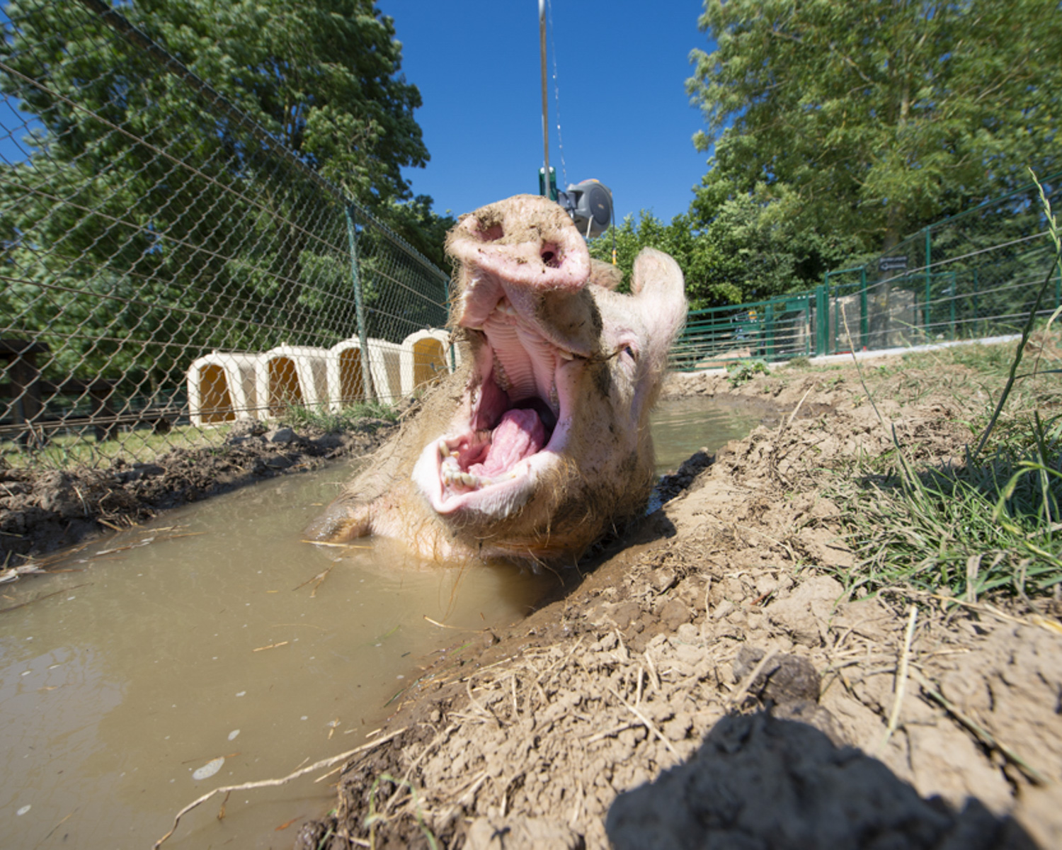 Le parcours des cochons