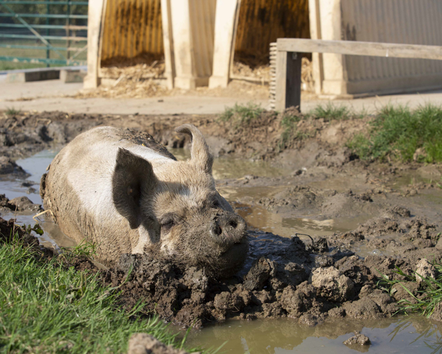 Le parcours des cochons