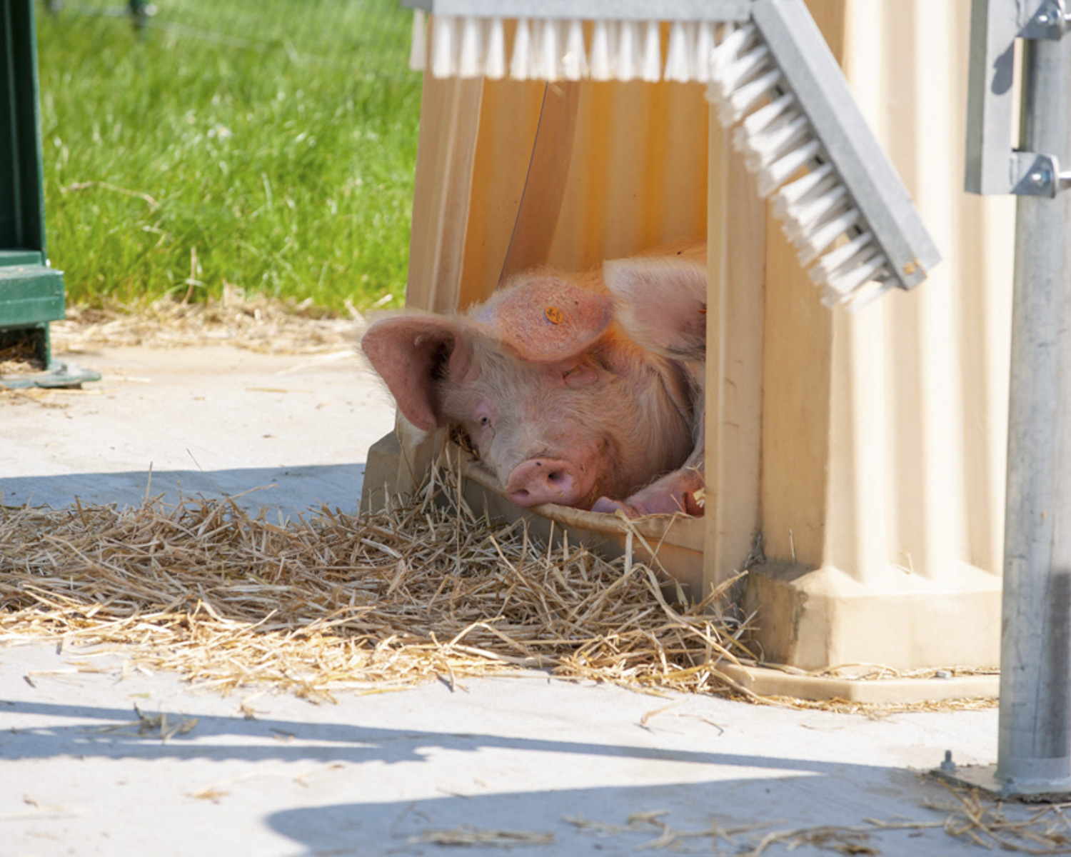 Le parcours des cochons