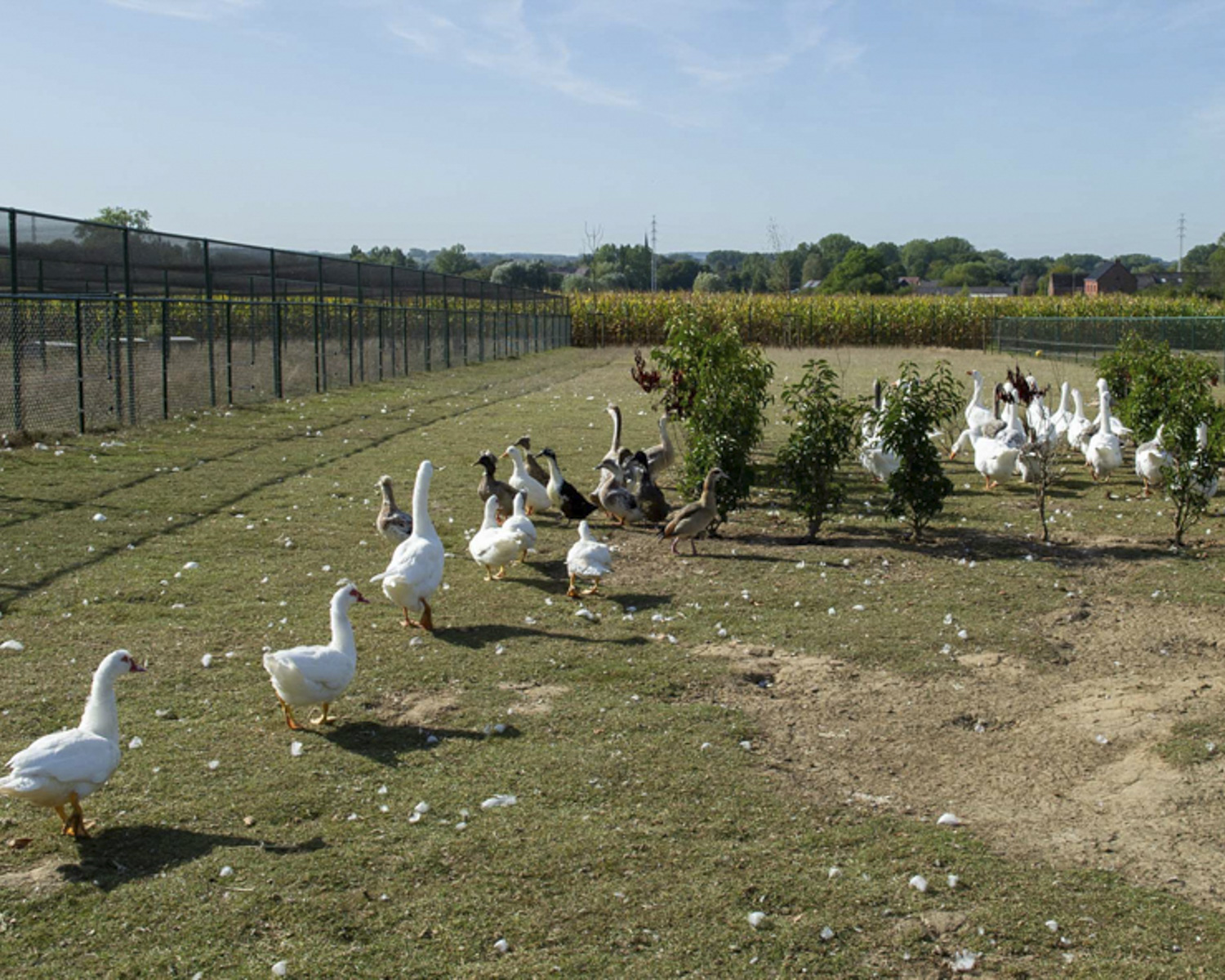 L'étang et l'espace pour les oies et les canards