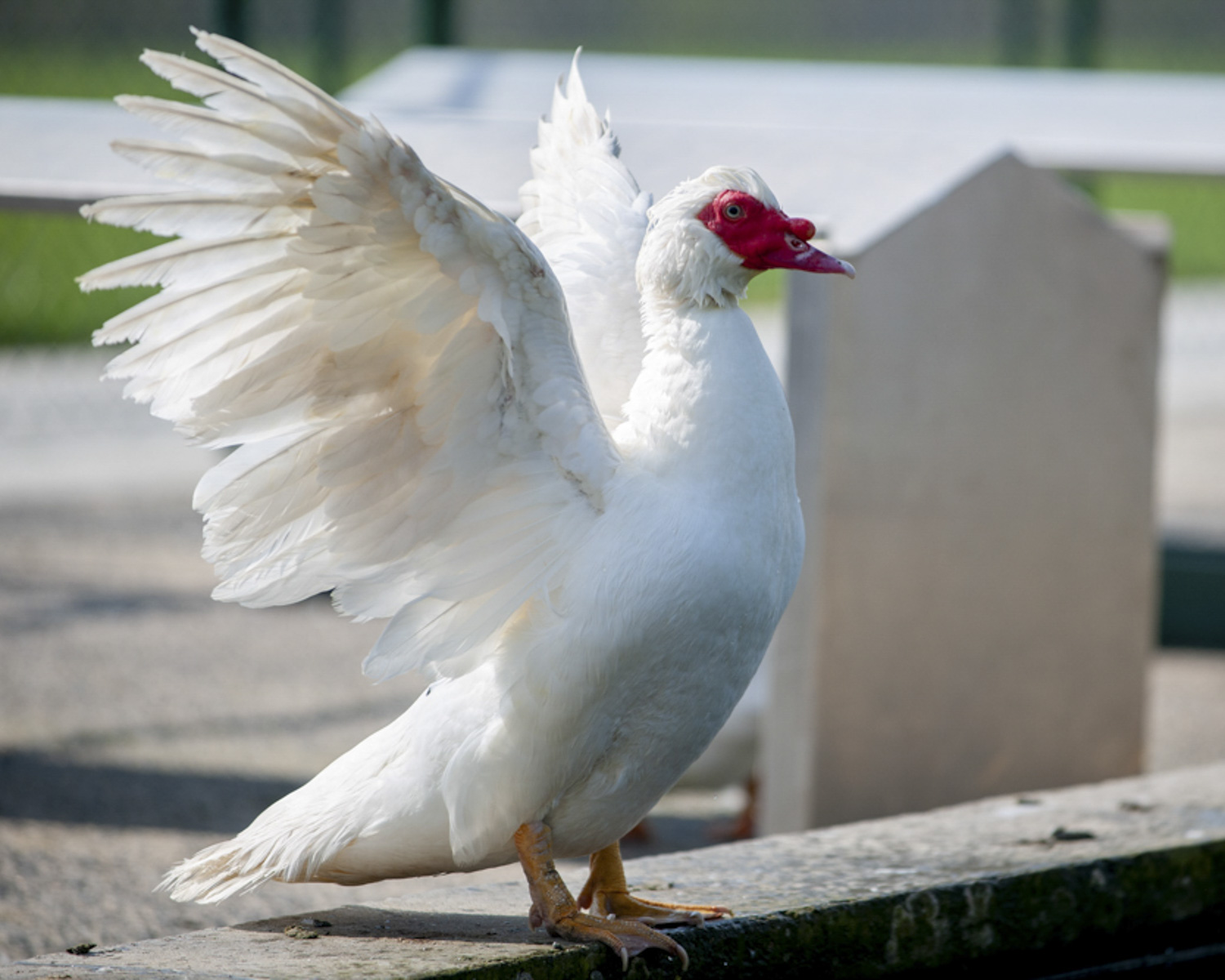 L'étang et l'espace pour les oies et les canards