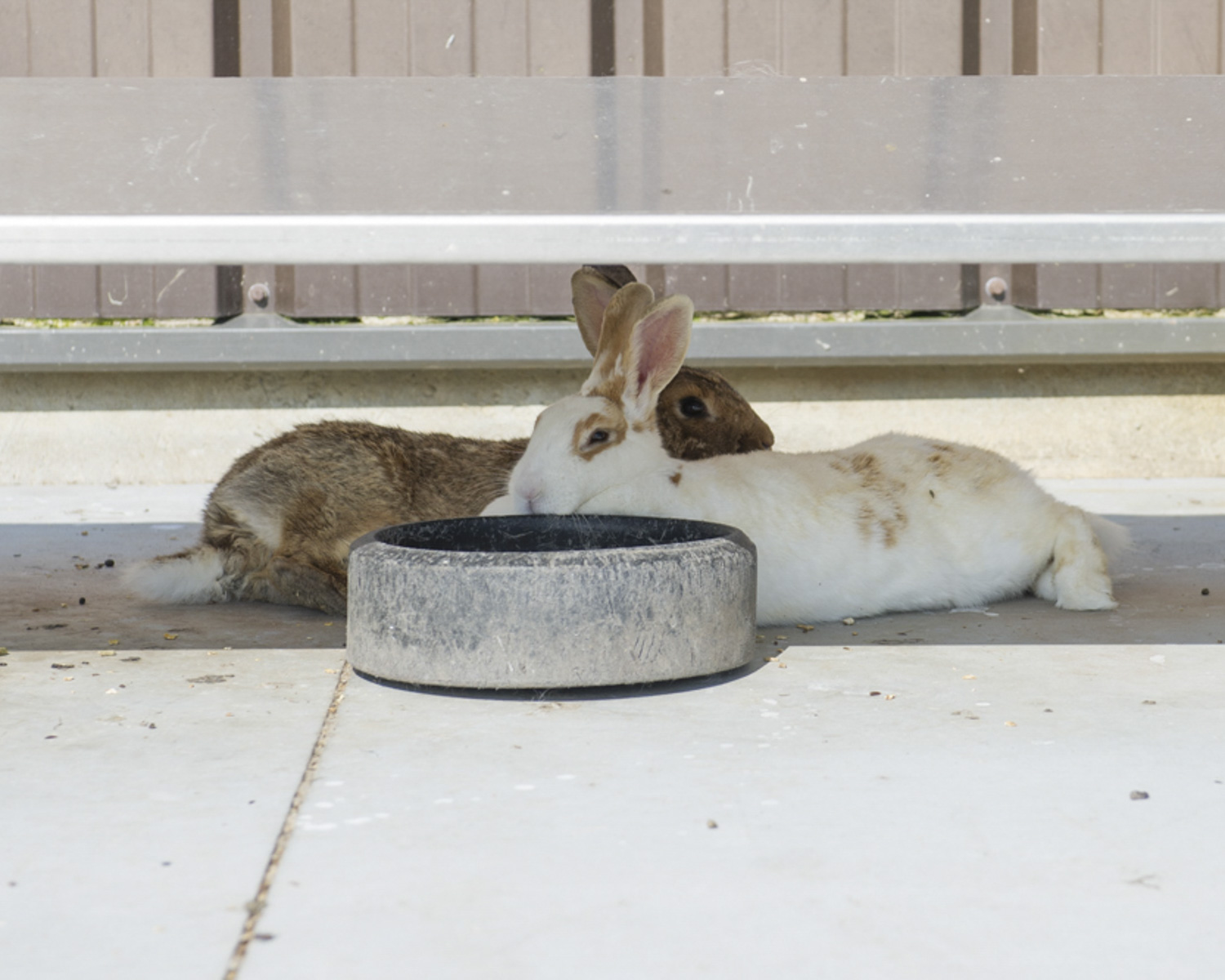 Les enclos des lapins