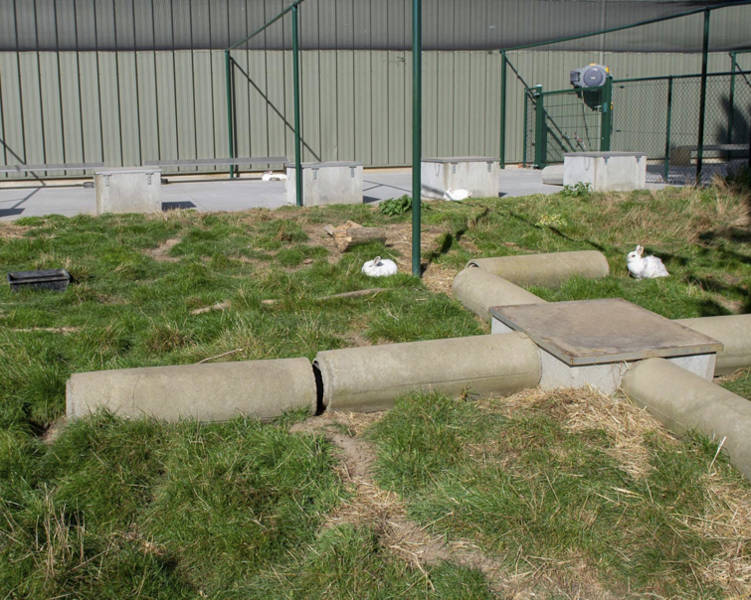 Les enclos des lapins