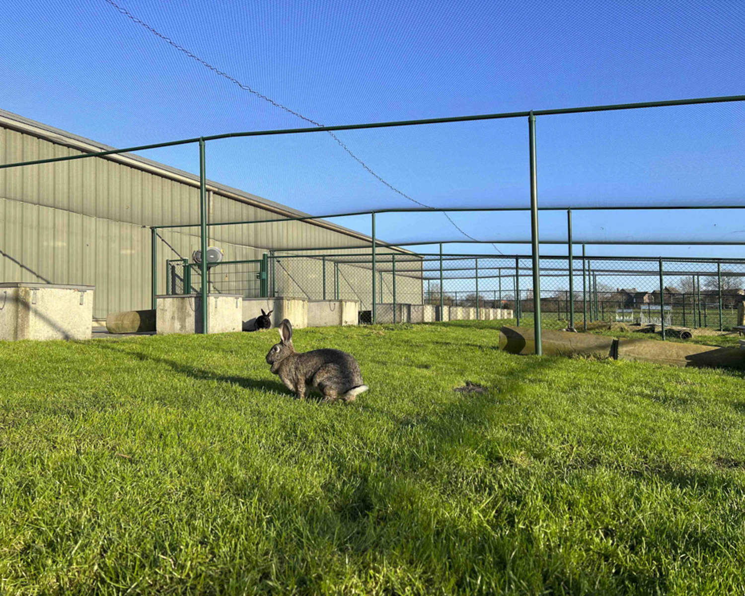 Les enclos des lapins