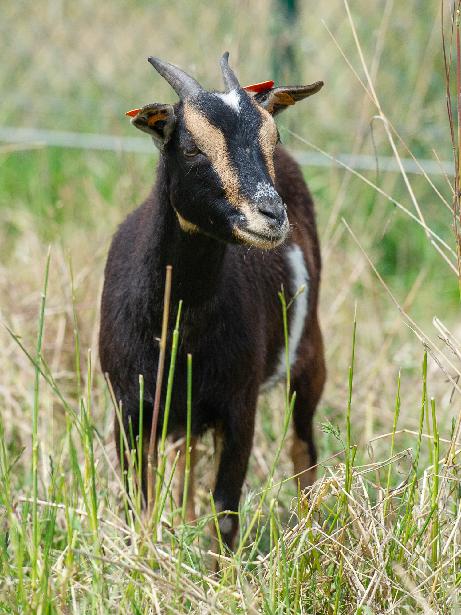 Miloa