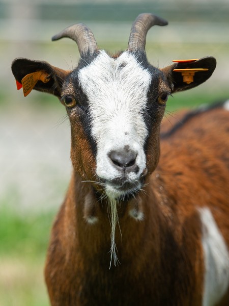 Radja