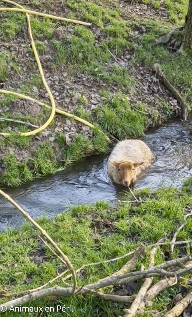  Nouvelle saisie de moutons maltraités en province du Luxembourg