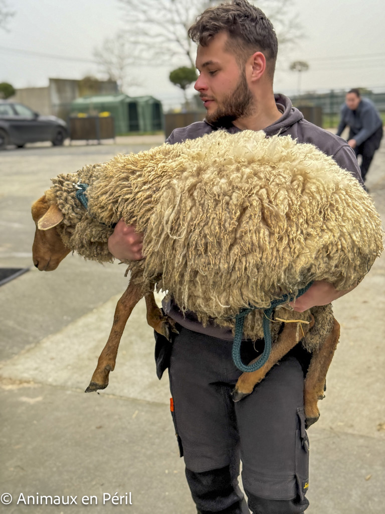  Nouvelle saisie de moutons maltraités en province du Luxembourg