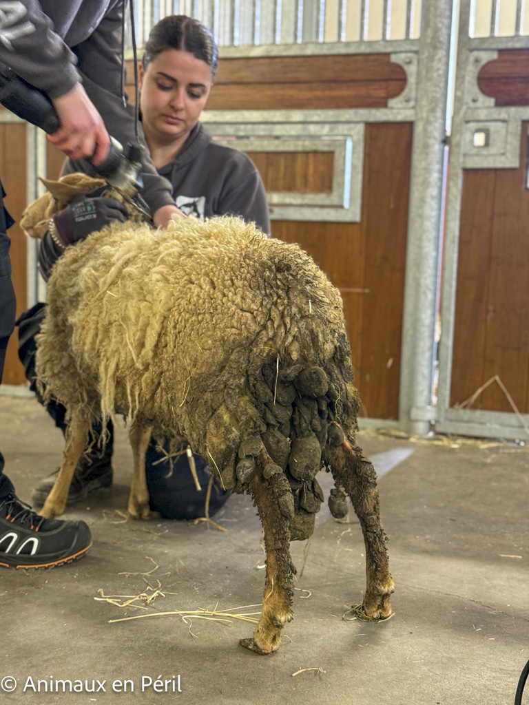  Nouvelle saisie de moutons maltraités en province du Luxembourg