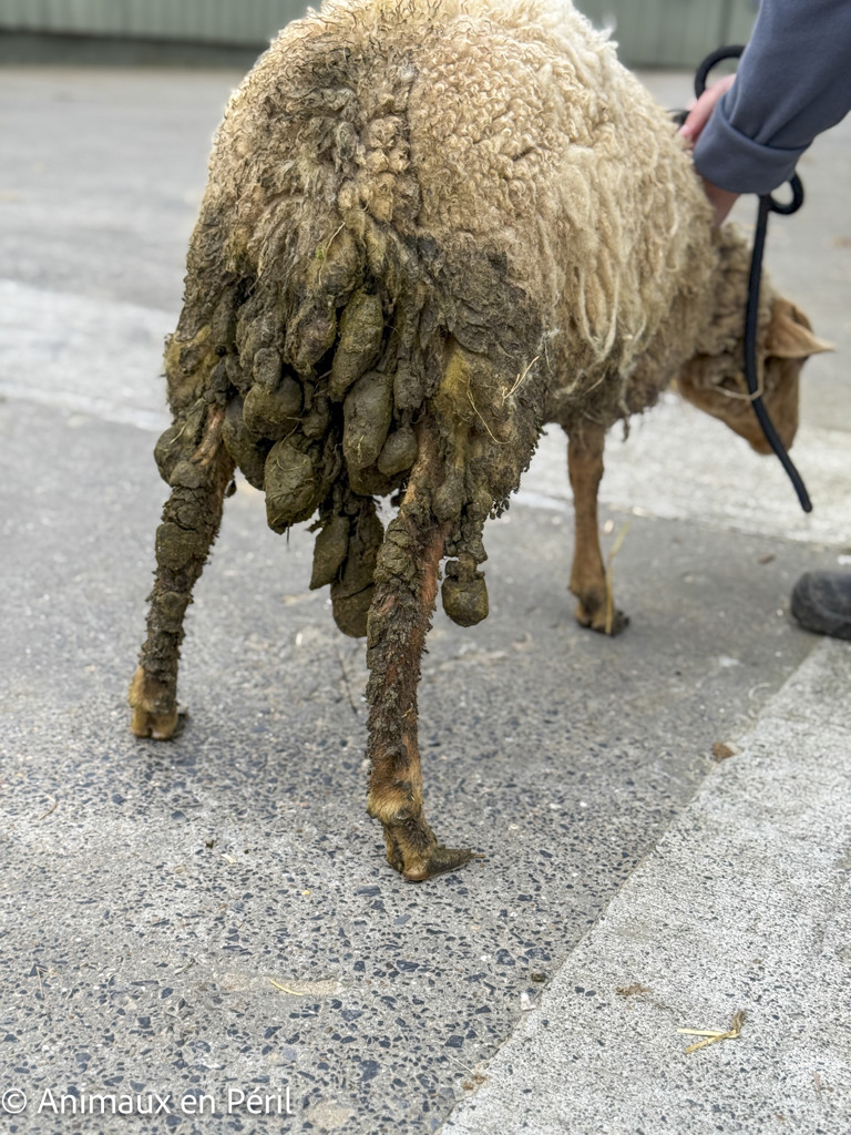  Nouvelle saisie de moutons maltraités en province du Luxembourg
