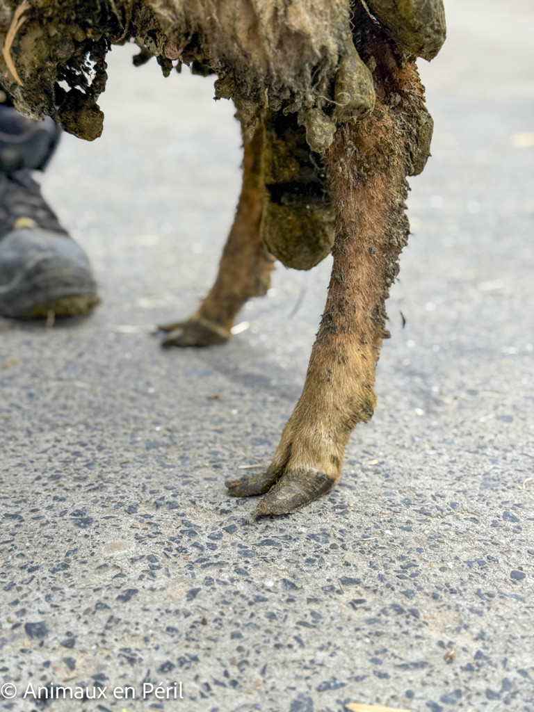  Nouvelle saisie de moutons maltraités en province du Luxembourg