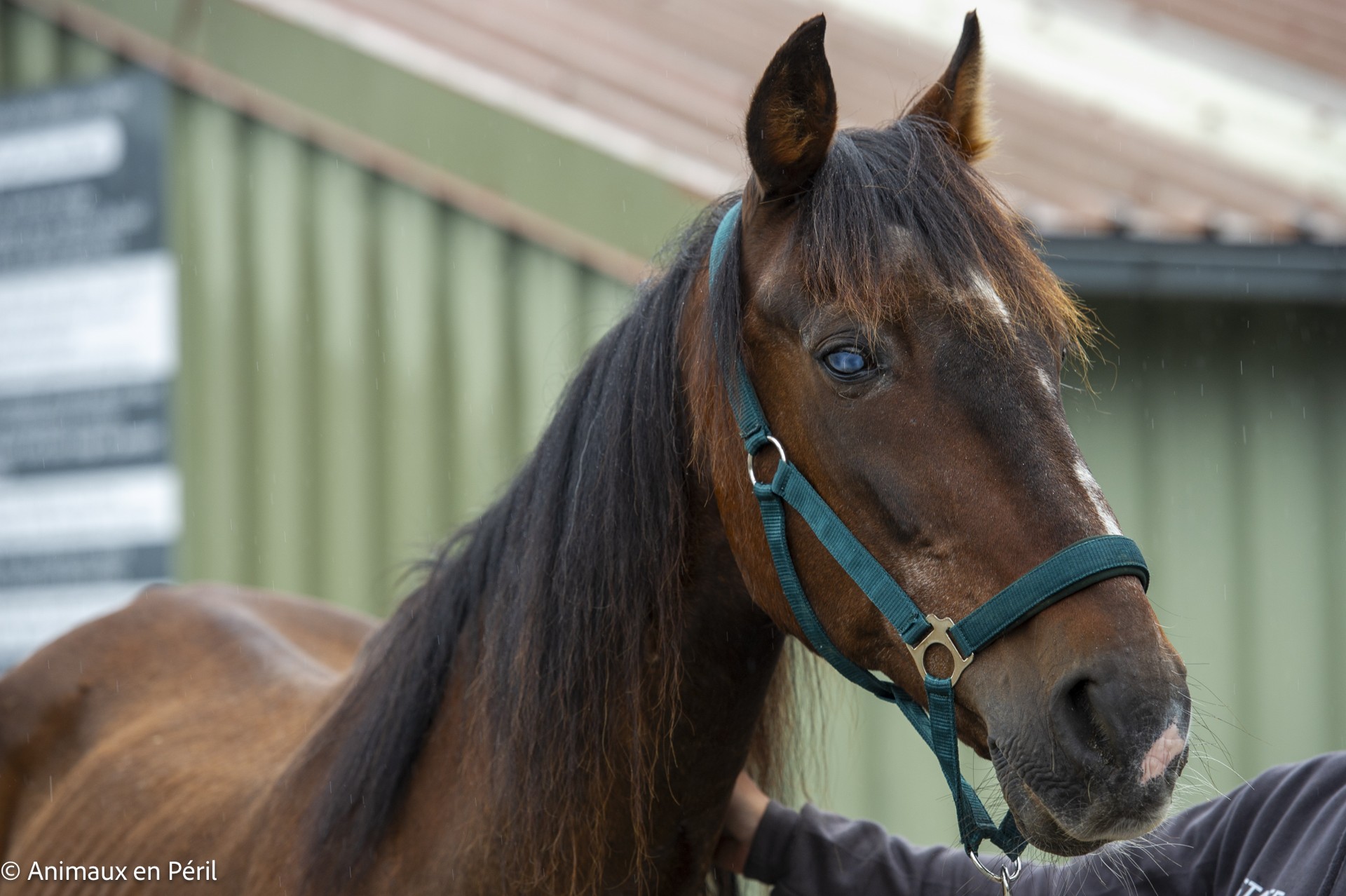 Saisie à Tubize : Toby, 14 ans, confié à Animaux en Péril dans un état préoccupant