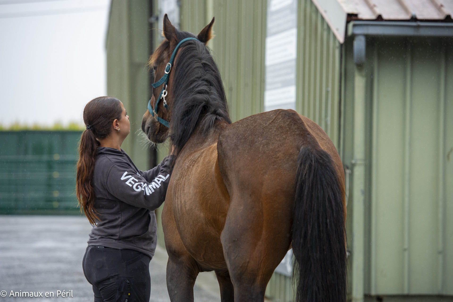 Saisie à Tubize : Toby, 14 ans, confié à Animaux en Péril dans un état préoccupant