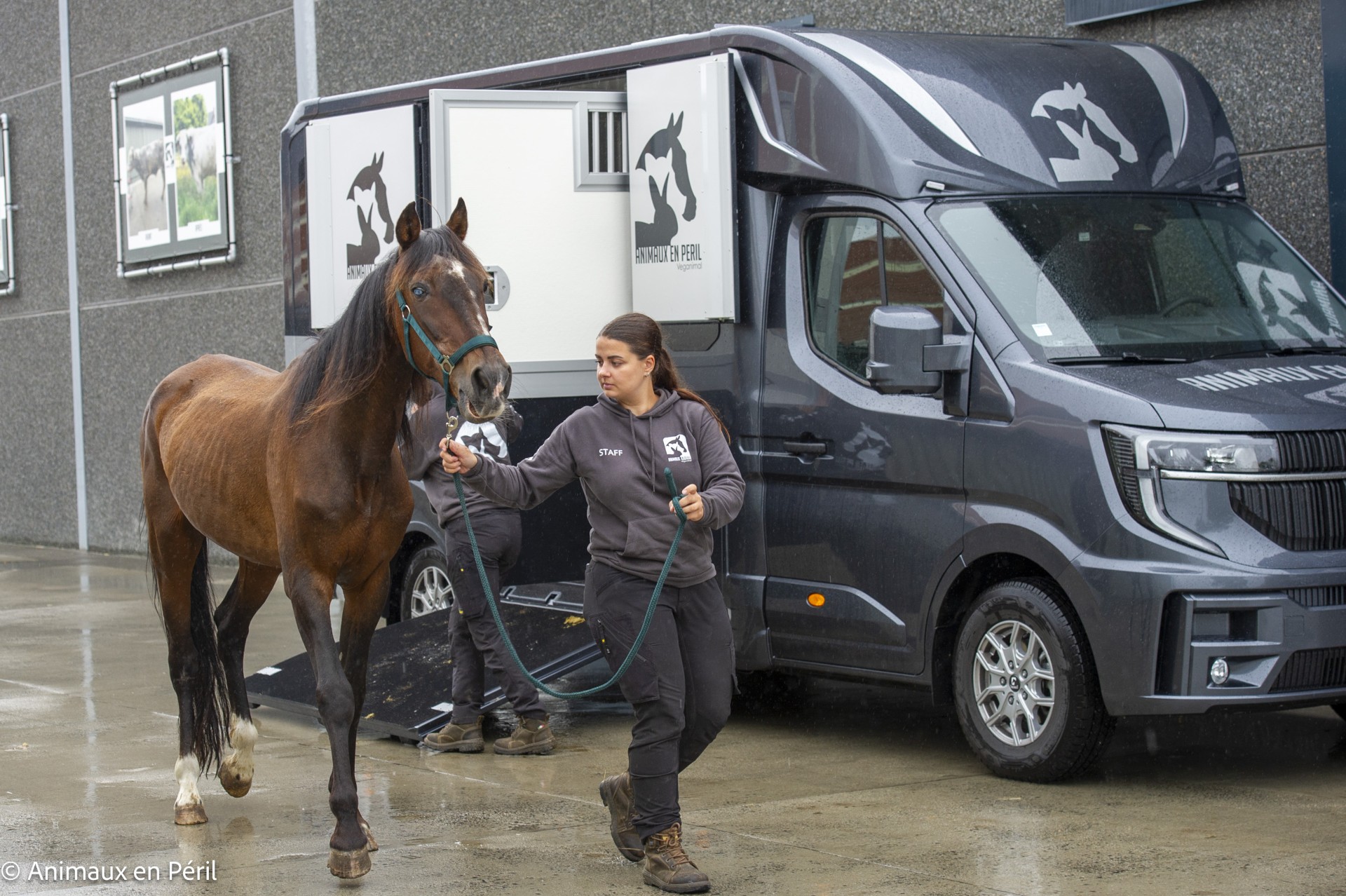 Saisie à Tubize : Toby, 14 ans, confié à Animaux en Péril dans un état préoccupant