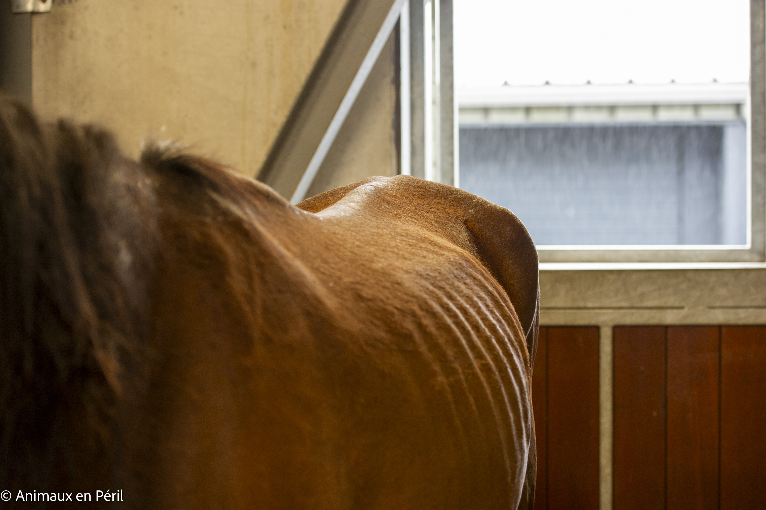 Saisie à Tubize : Toby, 14 ans, confié à Animaux en Péril dans un état préoccupant