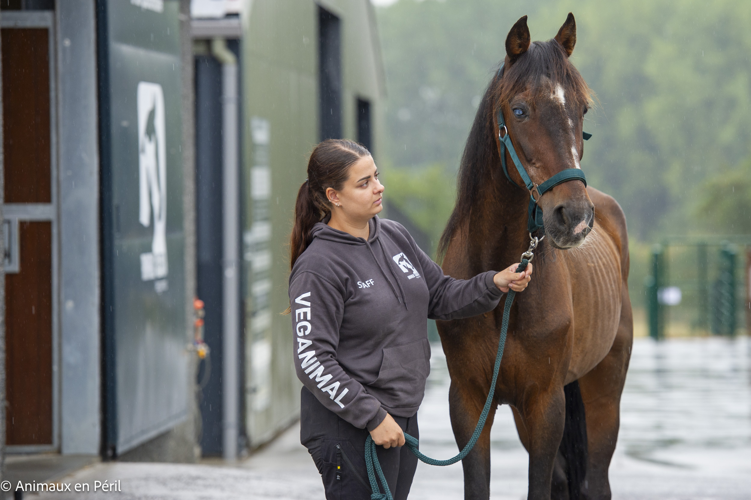 Saisie à Tubize : Toby, 14 ans, confié à Animaux en Péril dans un état préoccupant