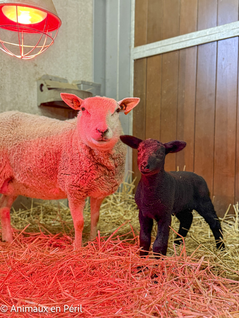 Zélie est arrivée avec un secret bien gardé