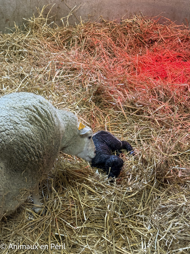 Zélie est arrivée avec un secret bien gardé