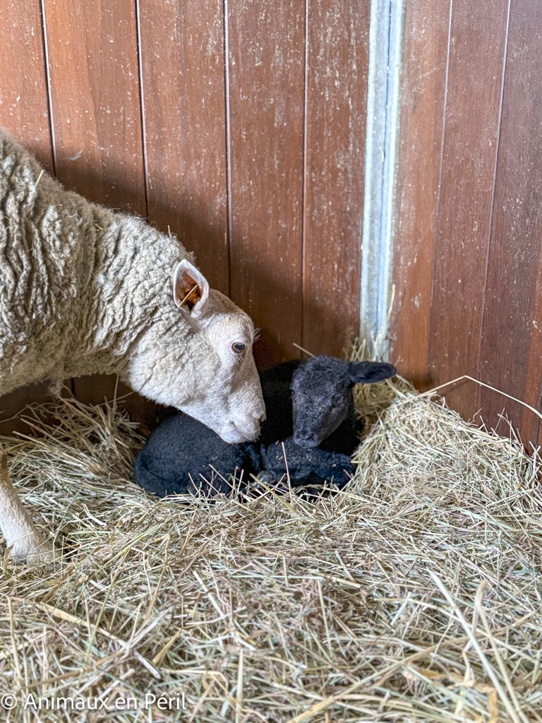 Zélie est arrivée avec un secret bien gardé