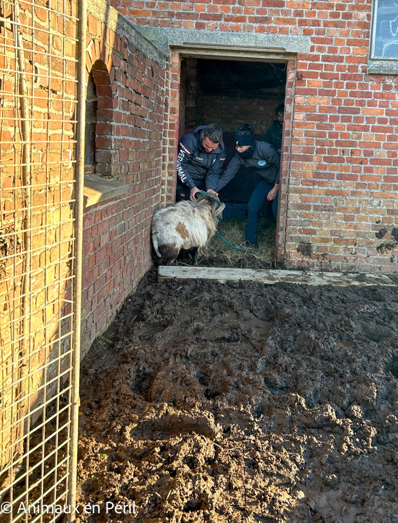 Plusieurs refuges interviennent pour secourir des animaux maltraités à Celles