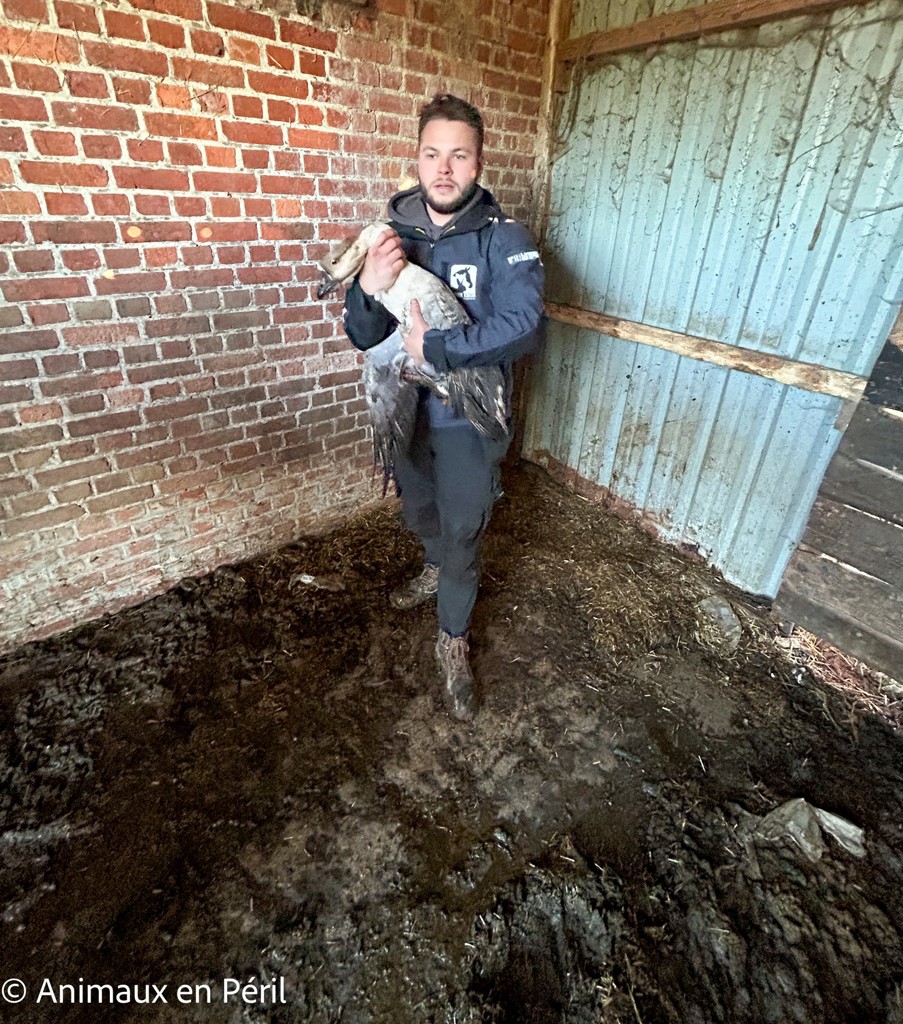 Plusieurs refuges interviennent pour secourir des animaux maltraités à Celles