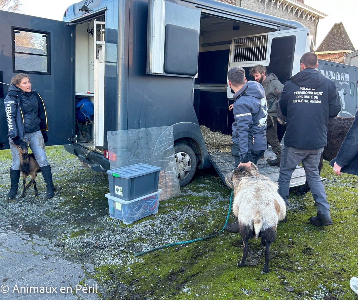 Plusieurs refuges interviennent pour secourir des animaux maltraités à Celles