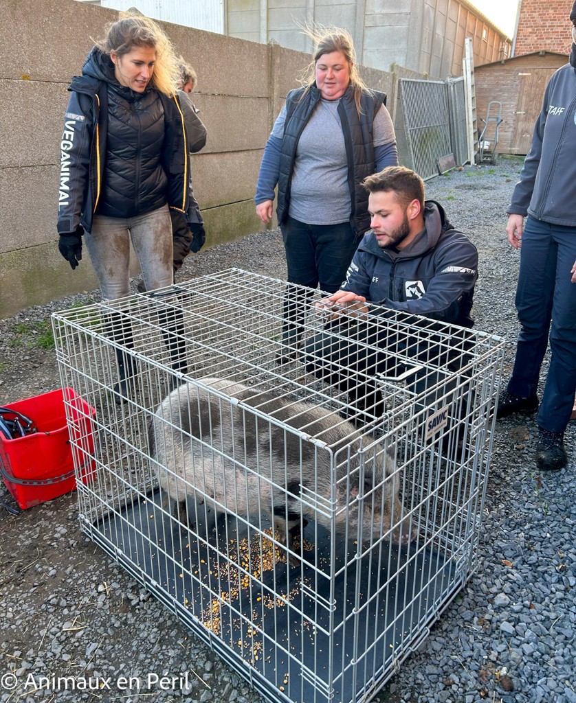Plusieurs refuges interviennent pour secourir des animaux maltraités à Celles