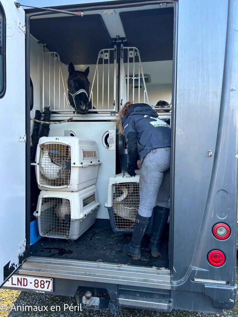 Plusieurs refuges interviennent pour secourir des animaux maltraités à Celles