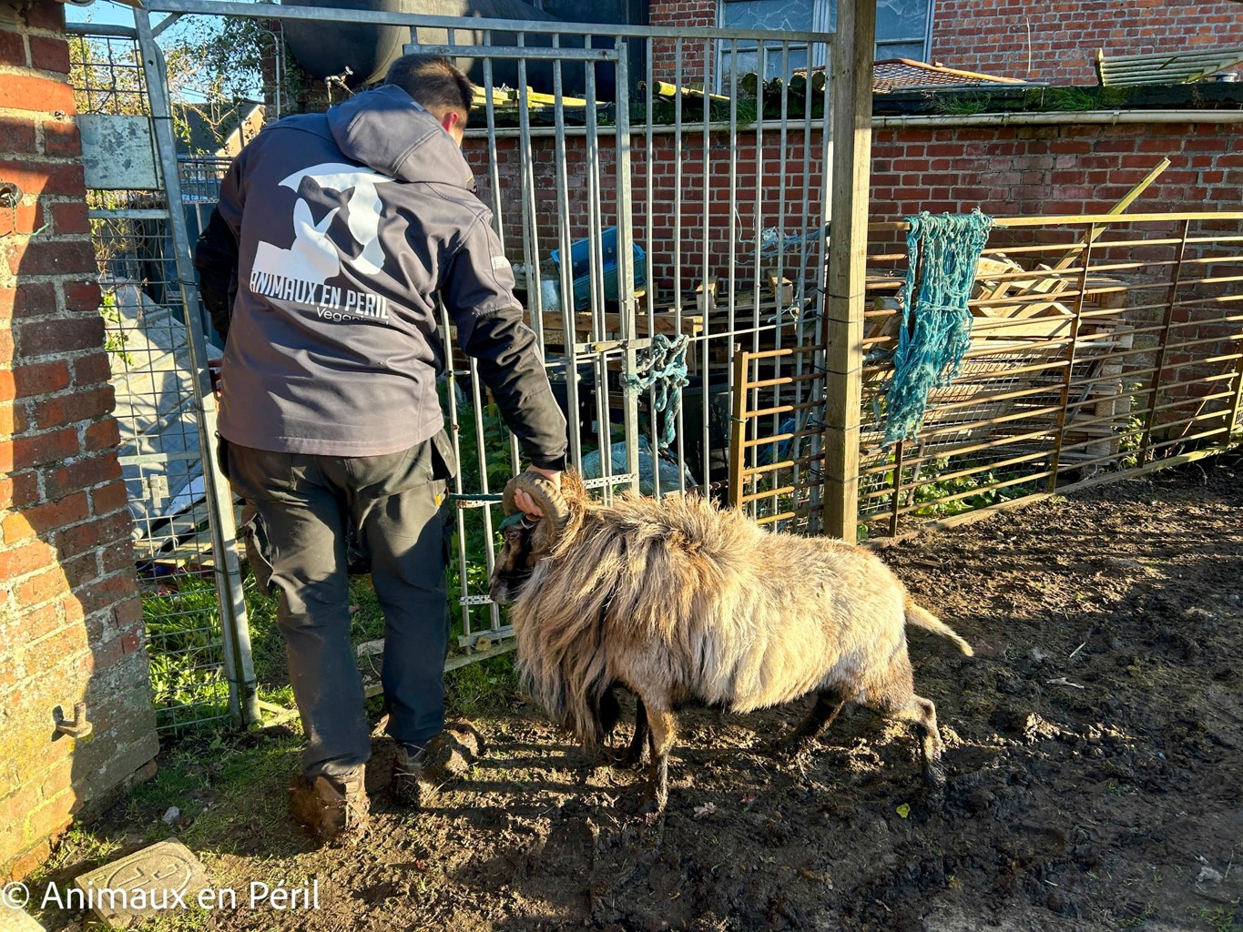Plusieurs refuges interviennent pour secourir des animaux maltraités à Celles