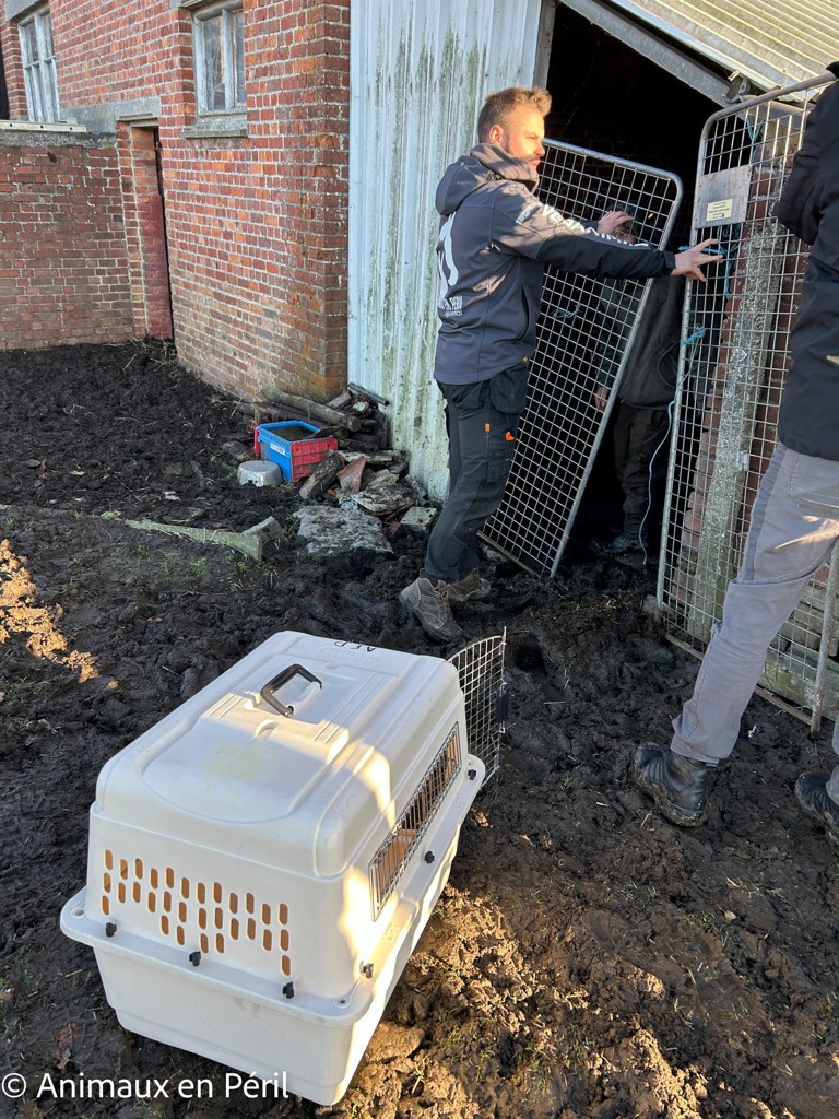 Plusieurs refuges interviennent pour secourir des animaux maltraités à Celles