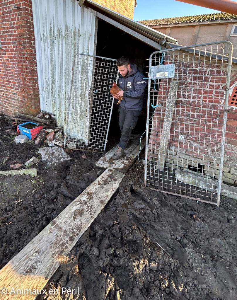 Plusieurs refuges interviennent pour secourir des animaux maltraités à Celles