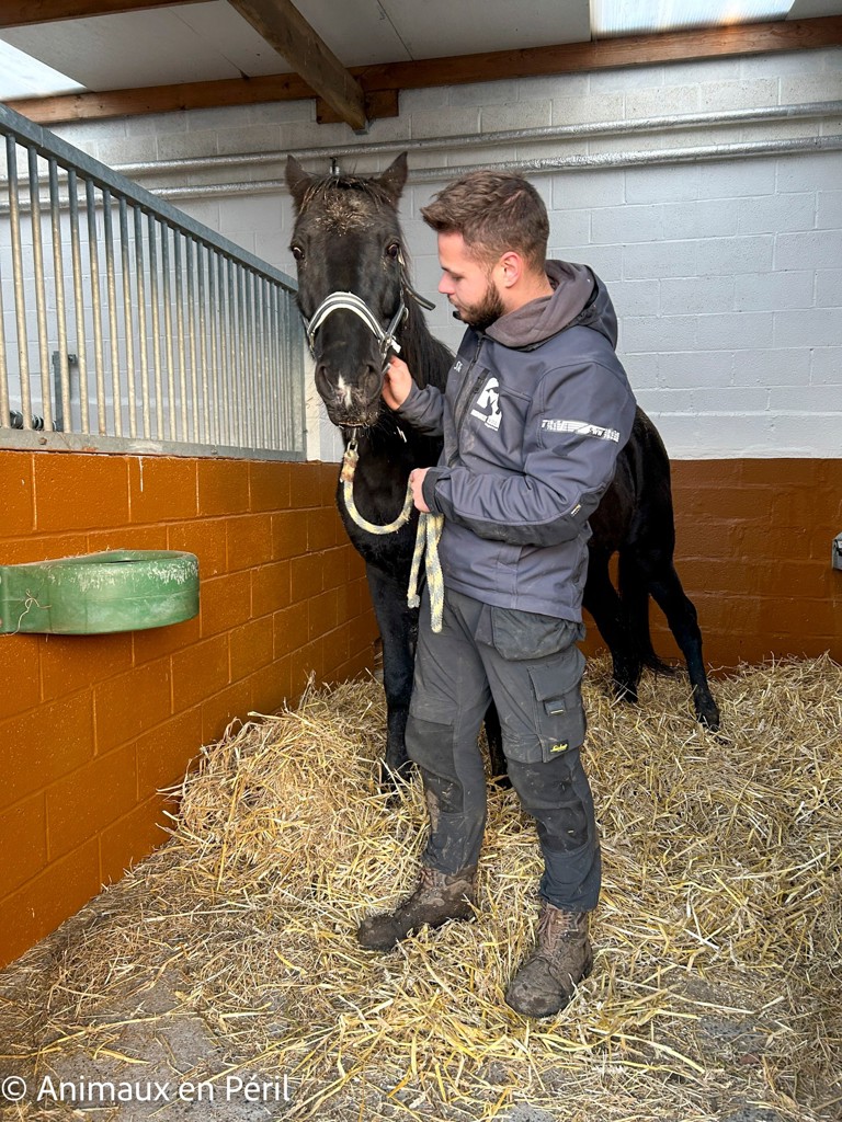 Plusieurs refuges interviennent pour secourir des animaux maltraités à Celles
