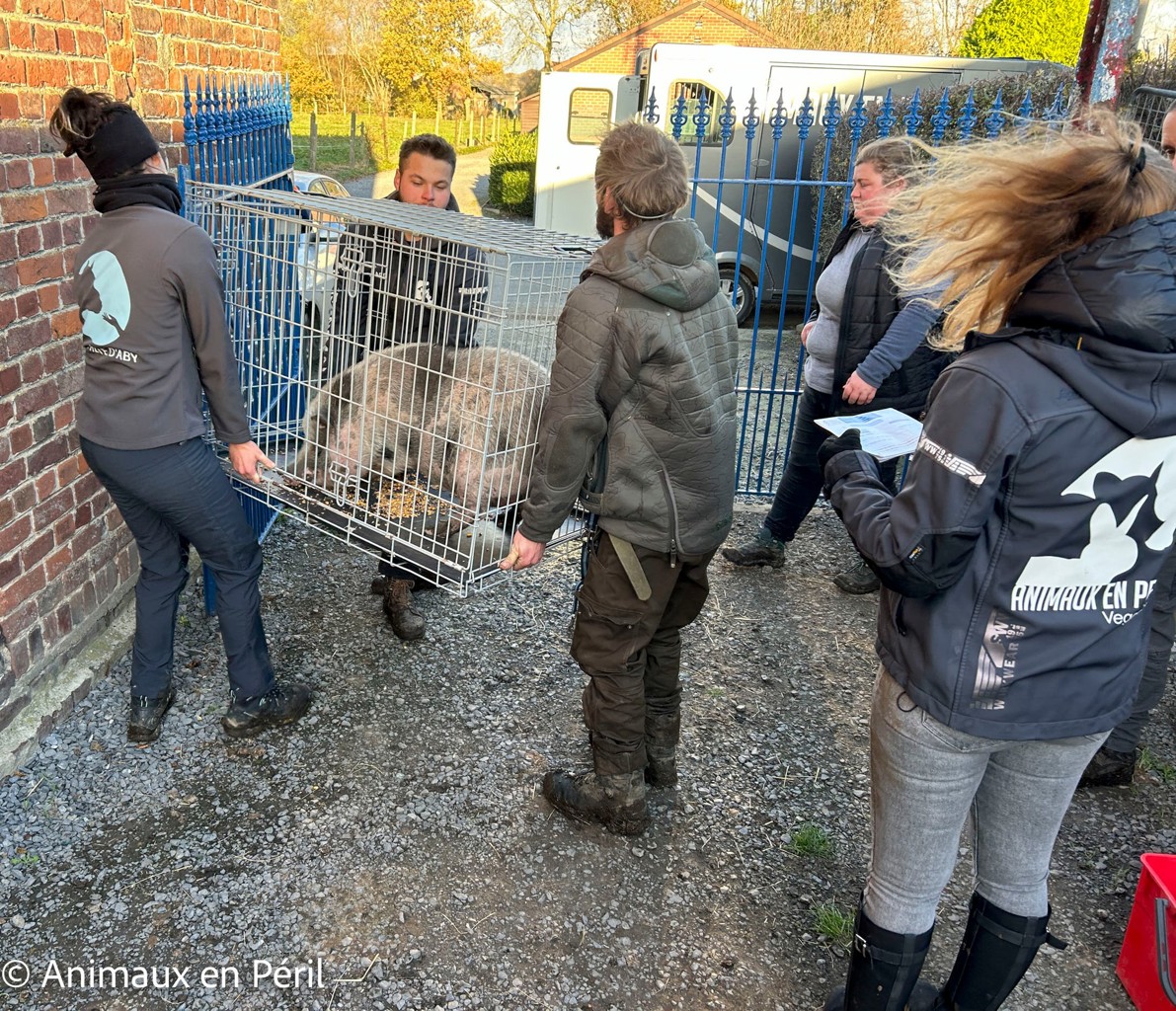 Plusieurs refuges interviennent pour secourir des animaux maltraités à Celles