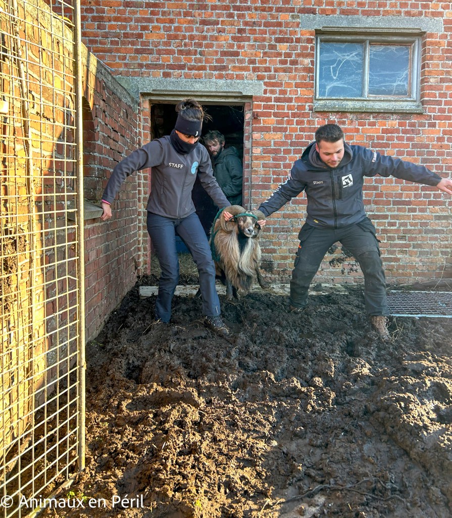 Plusieurs refuges interviennent pour secourir des animaux maltraités à Celles