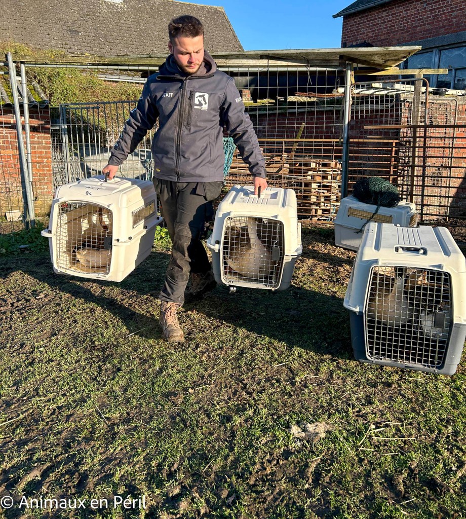 Plusieurs refuges interviennent pour secourir des animaux maltraités à Celles