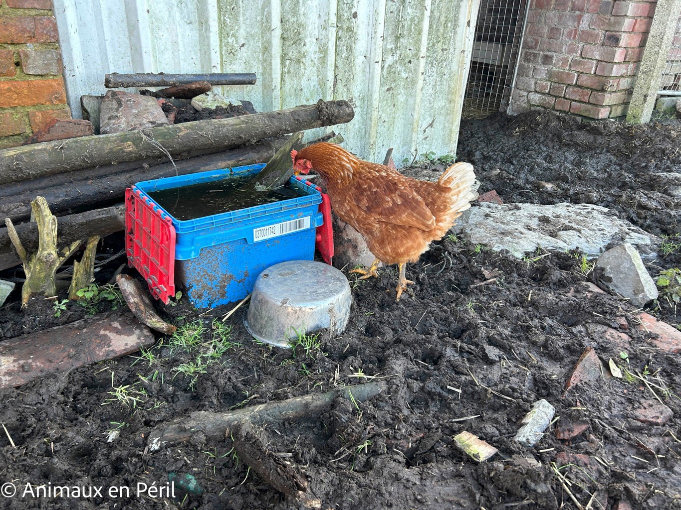 Plusieurs refuges interviennent pour secourir des animaux maltraités à Celles