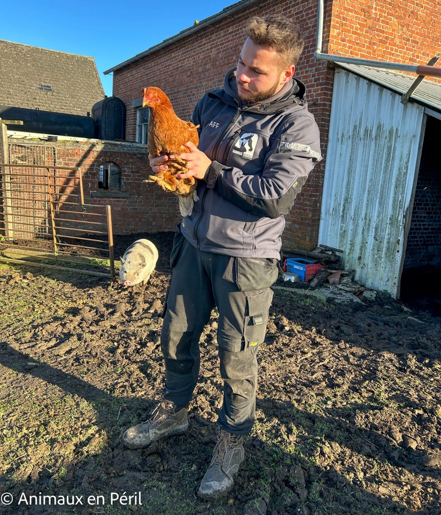 Plusieurs refuges interviennent pour secourir des animaux maltraités à Celles