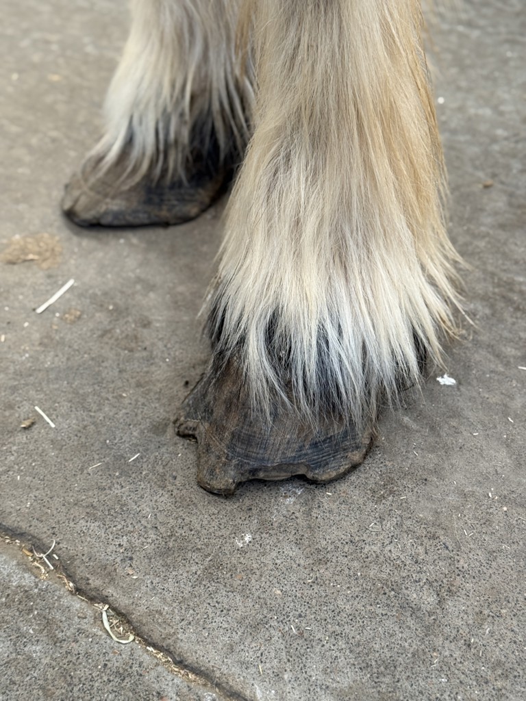 Nouvelle saisie de 5 chevaux à Durbuy : des animaux dissimulés pour échapper aux contrôles