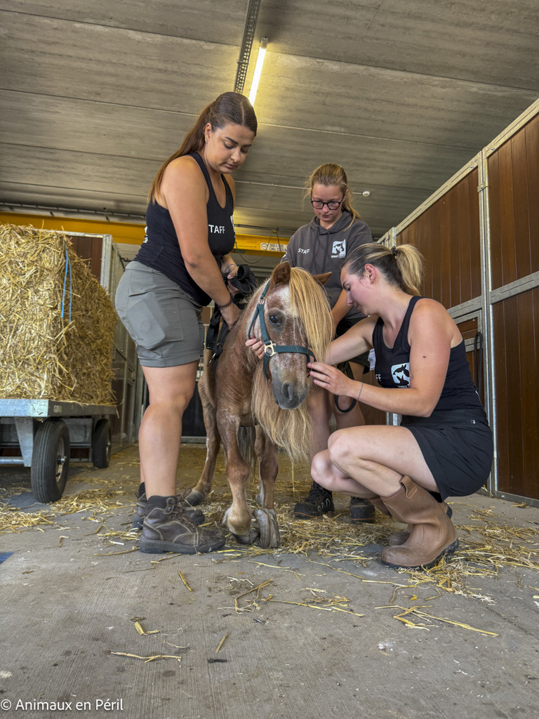 Tournai : Une ponette en grande souffrance saisie pour maltraitance