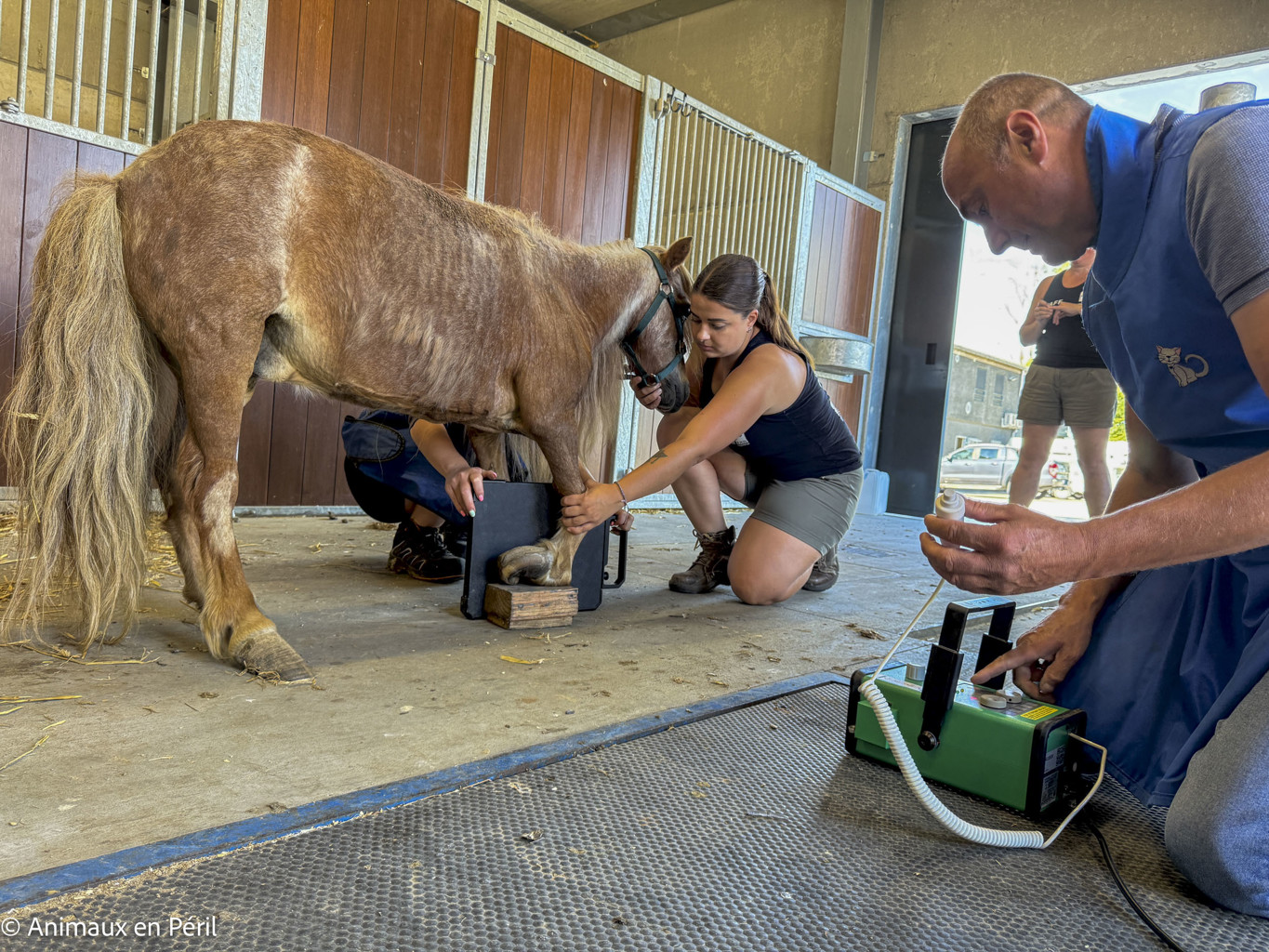 Tournai : Une ponette en grande souffrance saisie pour maltraitance
