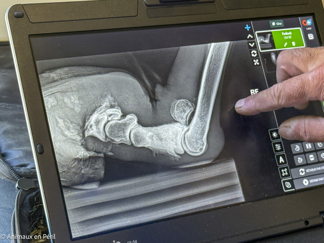 Tournai : Une ponette en grande souffrance saisie pour maltraitance