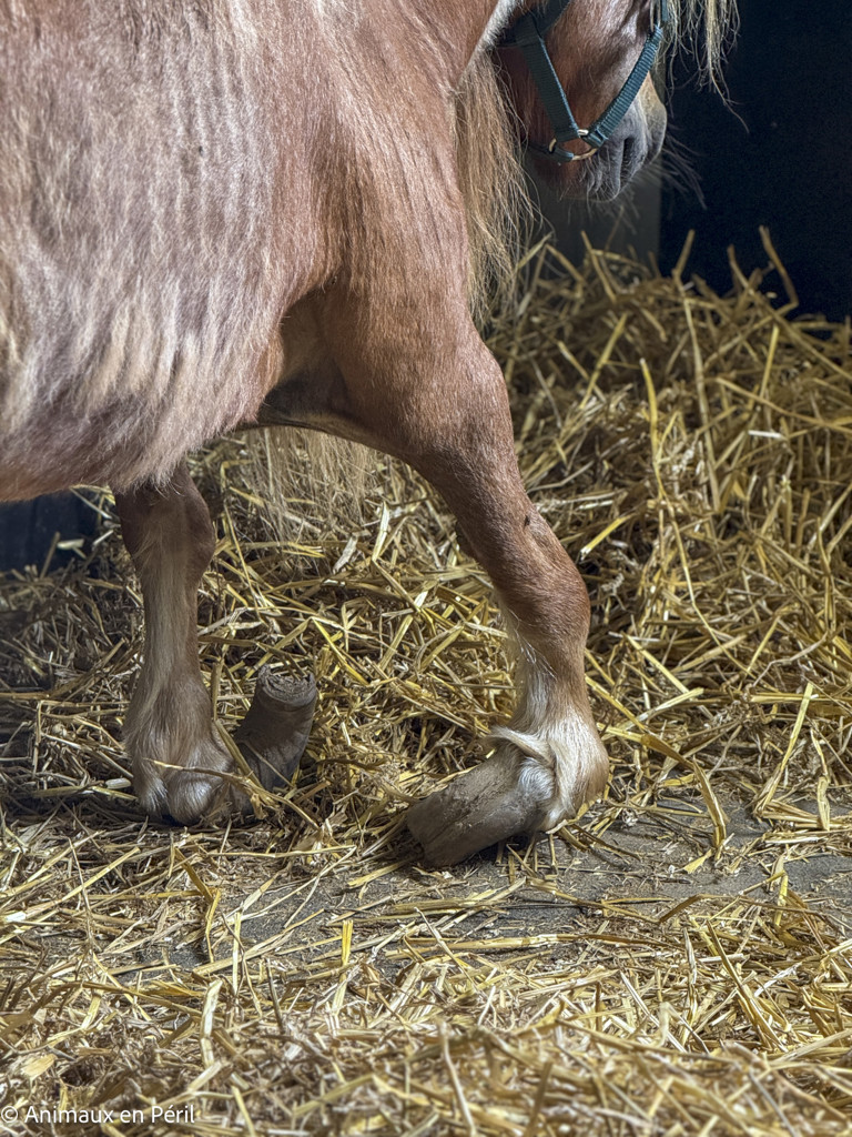 Tournai : Une ponette en grande souffrance saisie pour maltraitance