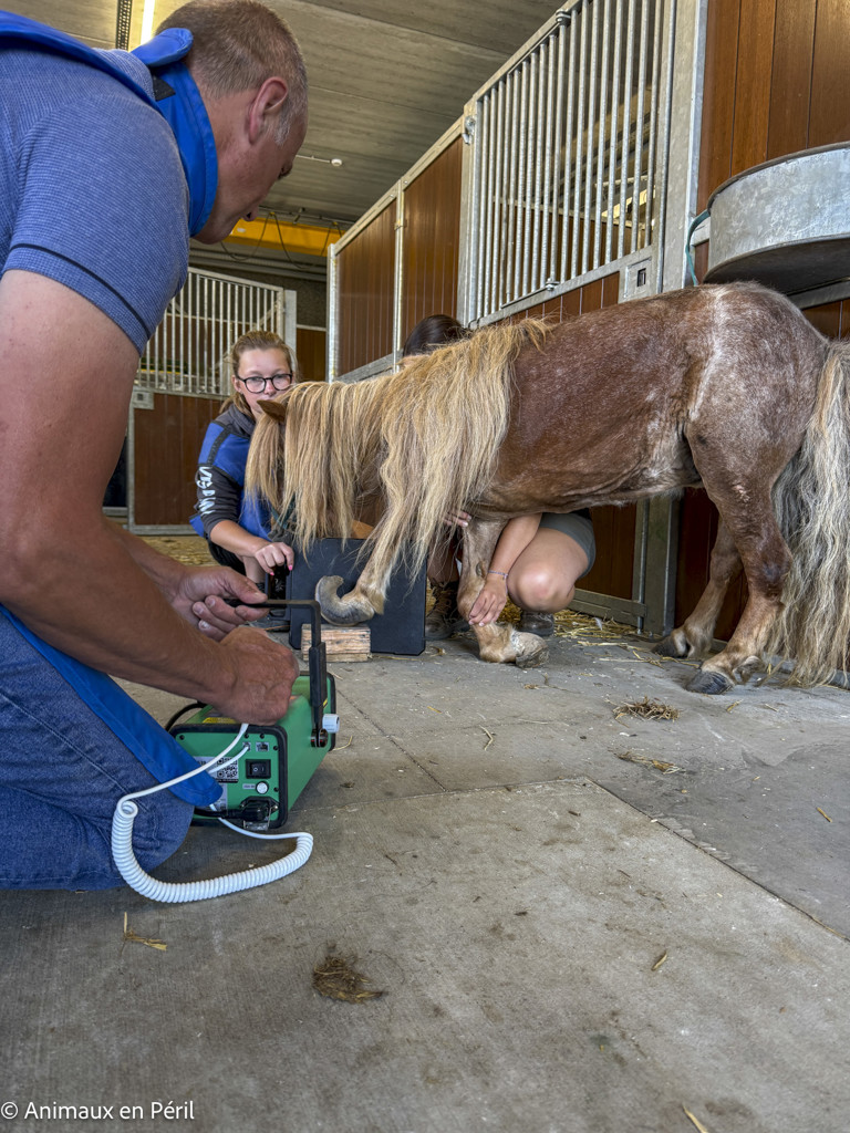 Tournai : Une ponette en grande souffrance saisie pour maltraitance