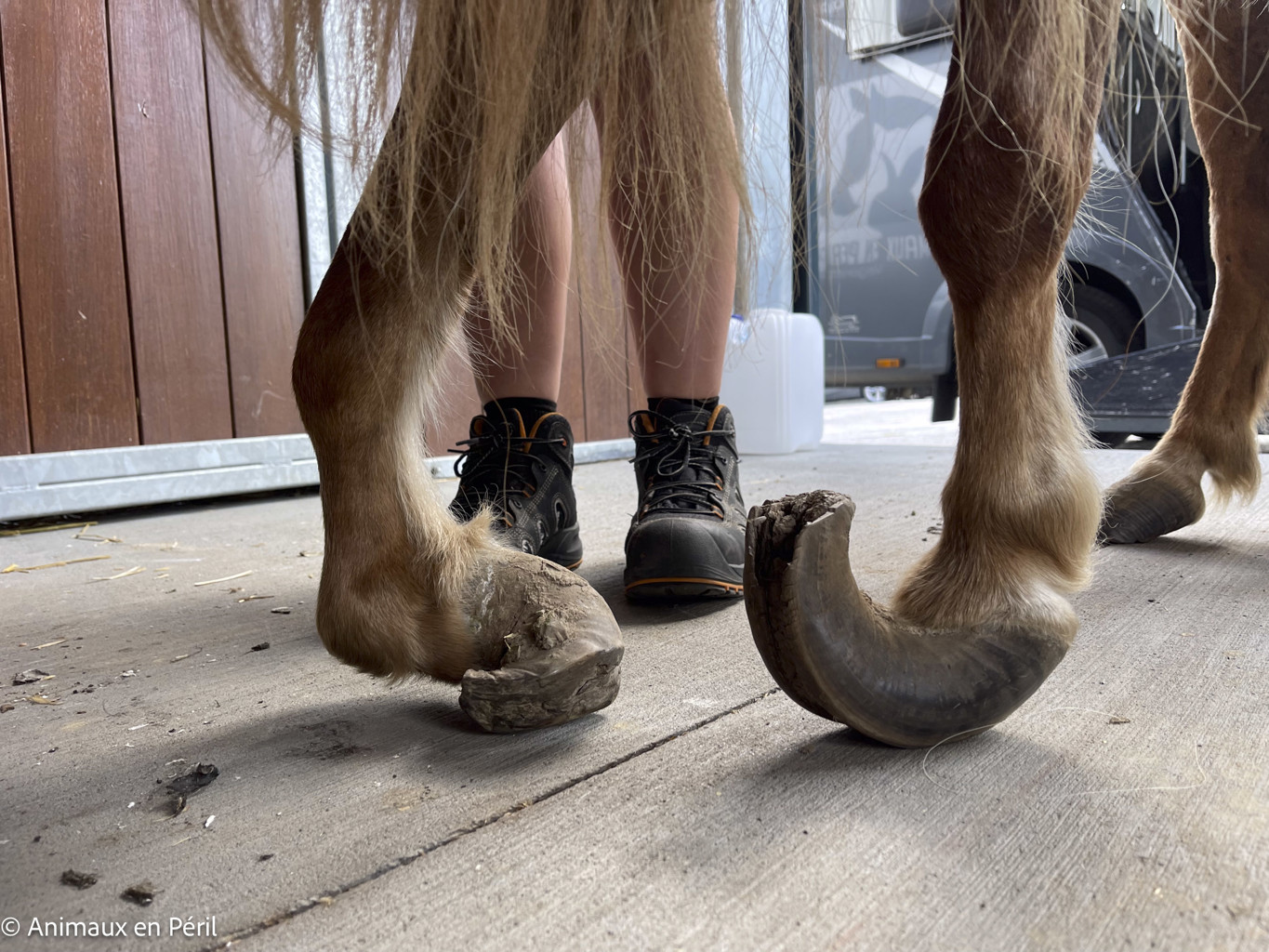 Tournai : Une ponette en grande souffrance saisie pour maltraitance