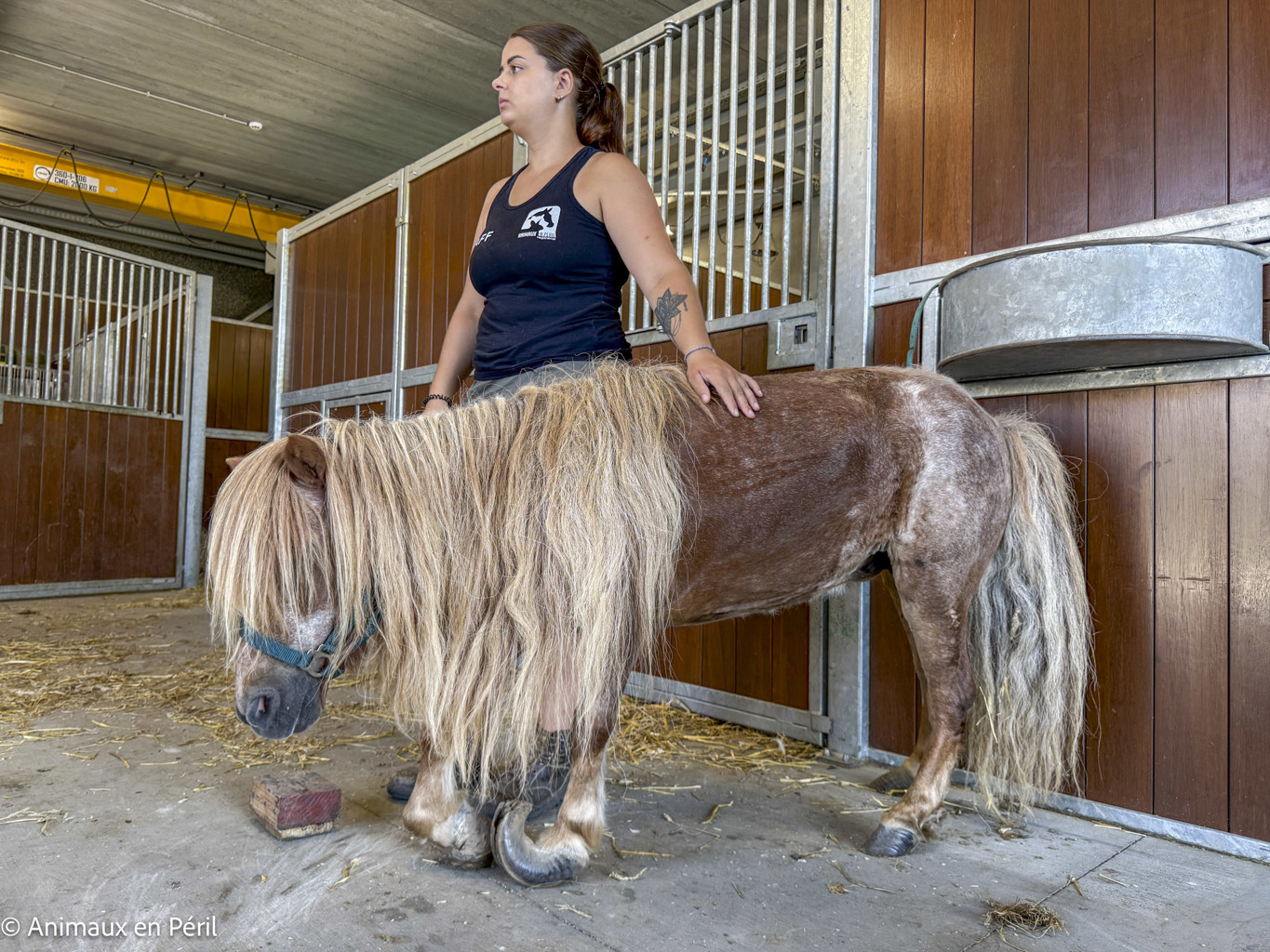 Tournai : Une ponette en grande souffrance saisie pour maltraitance