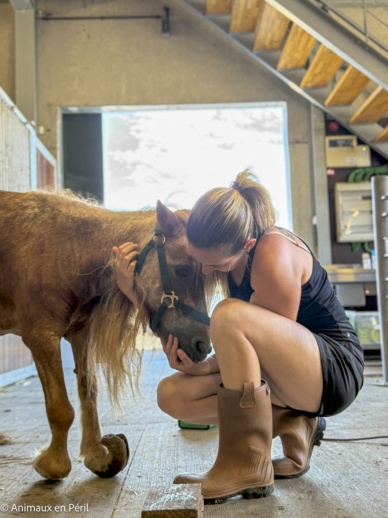 Tournai : Une ponette en grande souffrance saisie pour maltraitance
