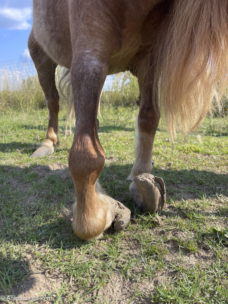Tournai : Une ponette en grande souffrance saisie pour maltraitance